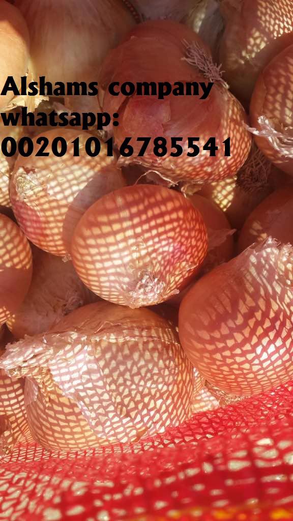 Product image - We would like to offer our product ( fresh golden onions )  :
 Our company (Alshams company for general import and export agricultural crops from egypt)
Packing : 25  kilo gram per Mesh bag 💯
For more information contact With us :
Cell/ Whatsapp :00201016785541
Email : alshams.info@yahoo.com
Web : www.alshamsexporting.com
Sales manager
Mrs /  donia mostafa
